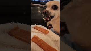 I love you so much! #shorts #shortsviral #shortsfeed #shortvideo #dogshorts #dogslovers #dogs #dog