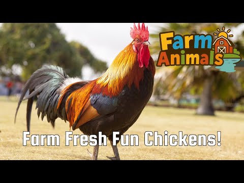 FARM FRESH Fun with Chickens!