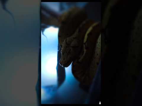 Green Tree Python edit #snake