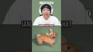 🐶 : miawaug main yuk 🗿🗿🗿 #miawaug #theclassrooms  #2025