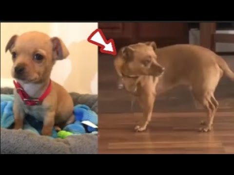 The Chihuahua That Grew 3x Its Size – What Happened Next? #truestory