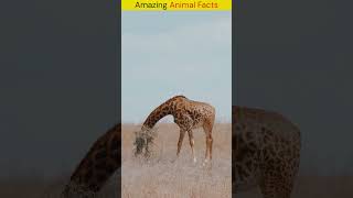 Amazing Facts About Animals#crazyfacts #facts #3amazing #amazingfacts #motivation #5amazing #funfact