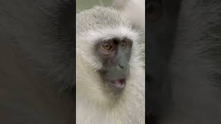 Monkeying around on Monkey Day | San Diego Zoo #shorts