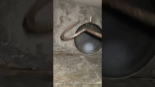 Baby cobra rescue…🙌🏻❤️#youtubeshorts #shots #rescue
