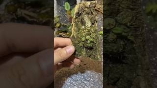 Secret tips grafting conchidium orchid plant on wood with simple ideas #orchid🌵🌵🌵🌵🌱🌳🌳🌳