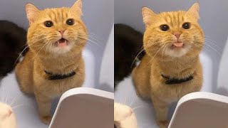 We Thought We Owned the Cats... Turns Out, They Own Us 😂 Funny Cats Videos 2025 🐱