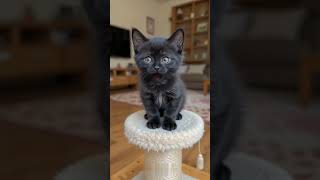 Cat singing ❤️| Cute Cats #cutecats #cat #lovecats #cats #catvideos #catshorts #kittens #catlover
