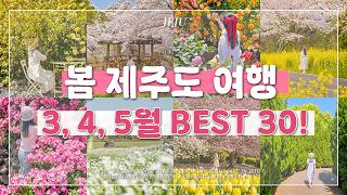 🌸 3월, 4월, 5월 봄 제주도 여행 가볼 만한 곳 Best 30! | 이 영상 하나면 봄 제주 여행 준비는 끝!