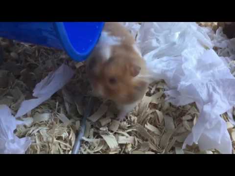 Fluffy the Hamster Takes a Spin on the Wheel!!