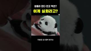성룡이 판다 안고 액션? 이게 실화라고                         #성룡,#판다,#액션영화,#성룡신작