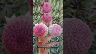 10 Jaw-Dropping Rare Cactus Plants You Need To See To Believe #shorts #rarecactus #exoticplant