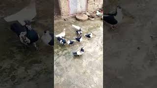 KABUTAR LOVER 🕊️#kabutar #pigeon #pigeons #birds #kabootar #pigeonpose #pigeonlove #kabutarbazi