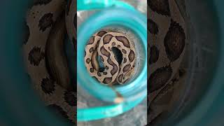 Russell's viper angry Russell's viper create sound like.hisssssssssssssss