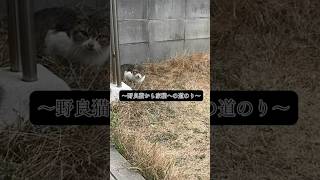 ⑥野良猫時代のエビ子#猫#ねこ#ねこのいる生活 #ねこ動画 #ねこのいる暮らし #猫のいる生活 #保護猫#野良猫#家猫#ねこ部 #レミオロメン#3月9日#ねこすたぐらむ #猫好き