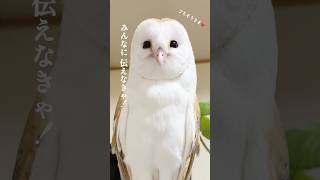 エッホエッホ メンフクロウのお食事事情 #卯月 #うーチャンネル #owl #体重 #マウス