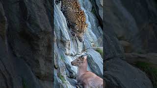 The Silent Hunt: Leopard and Goat on the Rocks #LeopardVsGoat #WildEncounter #NatureDrama