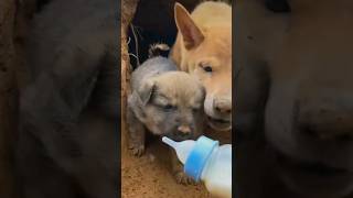 #recue #motherdog #puppy #rescueanimal #viralshots #petvlog #mostexpensive #trendingvideo #foryou