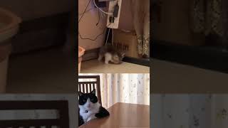 #catsmusical #cat #edms #funnucats #funny #cute #catlover #pets #animals #musiccat