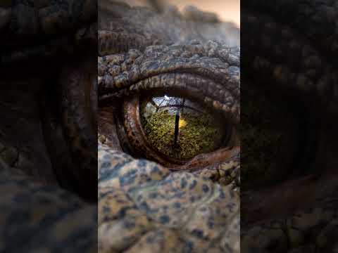 Stunning crocodiles up close