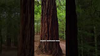 3 Facts about Sycamore Trees 🌳 #3factz #sycamore #tree