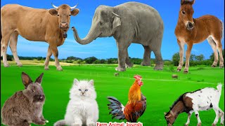 Farm Animal Food: Cow, Dog, Pig, Duck, Sheep, Chicken, Goat, Rabbit – Animal Sounds