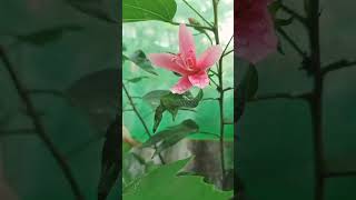 A flower for the day #nature #green #flowers #calmmusic