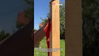 This Is How You Help a Tree Stand Tall #tree #hack #smart