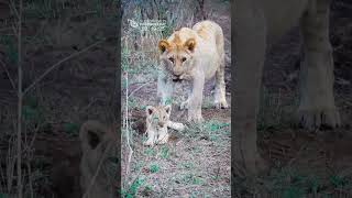 Cute Little Lion Cub And His Big Brother (Funny and Cute Animal Cubs)