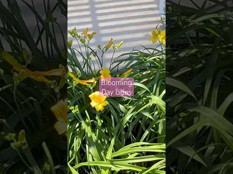 My Day Lilies are finally blooming! #daylilies #flowergarden #gardening