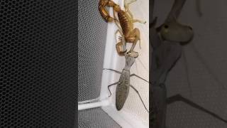 Praying Mantis Vs Scorpion Who's More Dominant? #shorts #insects #battle