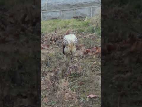 Red Tail Hawk @ rest after meal