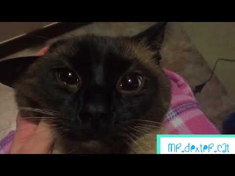 Cute Cat Politely Asking to be Cuddled