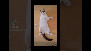 #105　母の日5月14日！藍らんは野良猫でした！お母さんを知りません😢