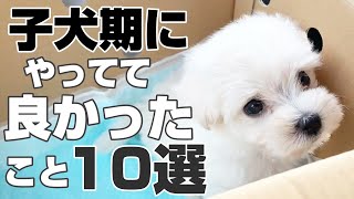 【しつけ】子犬期にやるべきこと&やれば良かったこと10選を紹介！【必見】マルプー