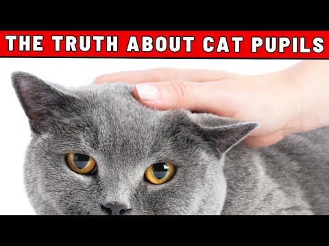 Why Your Cat's Pupils Dilate (And What Does It Have to Do with You)