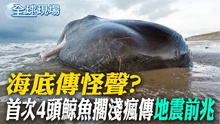 海底傳怪聲? 首次4頭鯨魚擱淺瘋傳「地震前兆」｜俄堪察加強震釀"巨型海嘯"淹小鎮 空拍畫面曝【全球現場】20250731 @全球大視野Global_Vision