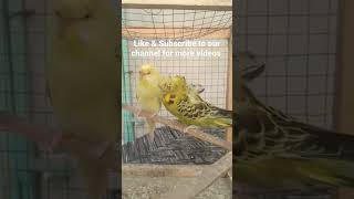 Hogoromo TCB budgie 😍😘🥰 #shorts #hkaviary #budgies #hogoromo #tcb