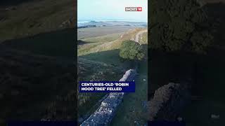 UK's Famous Sycamore Gap Tree Felled In ‘Deliberate Act Of Vandalism’ | #Shorts #viralshorts #N18S