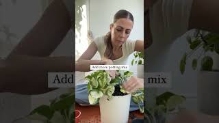 My secret to an INSTANTLY bushy Pothos?!