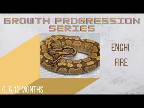 Enchi Fire Ball Python Baby to Sub-Adult Size Growth- Growth Progression Series