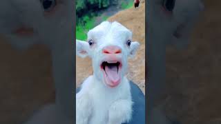 Cute Goat baby #bakraeid2025 #animals #petlover #animallover #eidmubarak #eidspecial #bakraeid #goat