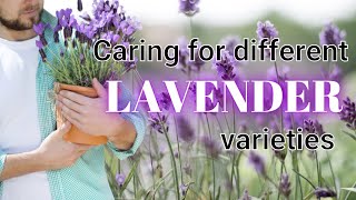 This Lavender Variety is the Best for YOU! || How to Pick the Best Lavender Variety