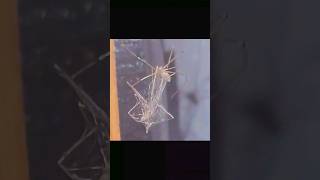 #spider #spiderbattles #bugwars