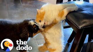 Puppy Spends A Whole Year Learning Cat's Love Language | The Dodo