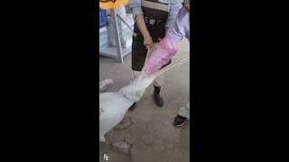 工作人員發現動物園裡的小兔子離奇消失，後來在鵜鶘的嘴裡找到了！#快影限免狂歡 #2025高考 #內容啟發分享計劃  #快影最強投稿王