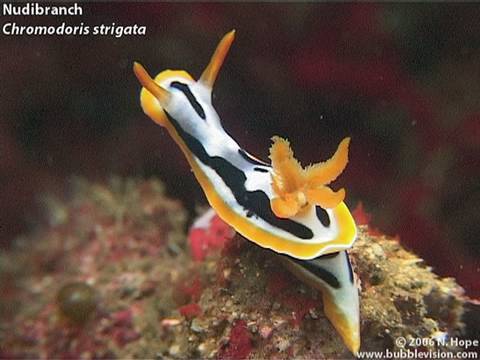 Lembeh Critters