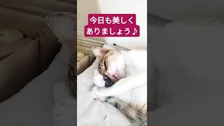 猫といえばコレ？ #shorts #shortsfeed #ねこのいる生活 #三毛猫