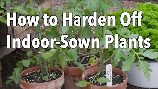 How to Harden Off Indoor-Sown Plants