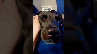 What’s Wrong? #youtubeshorts #dog #whatswrong #shorts #doggie