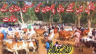 TODAY BAHAWALPUR CATTLE MARKET PRICE UPDATE / Sahiwal Pure Cholistani Ablock Bately Bachrian Bachry